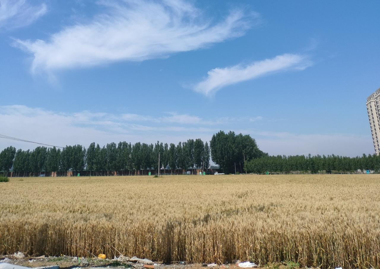 生活处处有学问，活到老，学到老。
我和老公出门闲逛，抬头是蓝天白云，眼前是一大片
