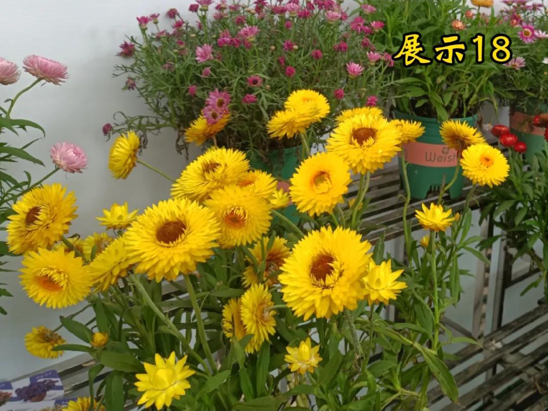 感恩，向着太阳温暖的微笑😊对父母心怀感恩 成长路上的感恩 知足最暖