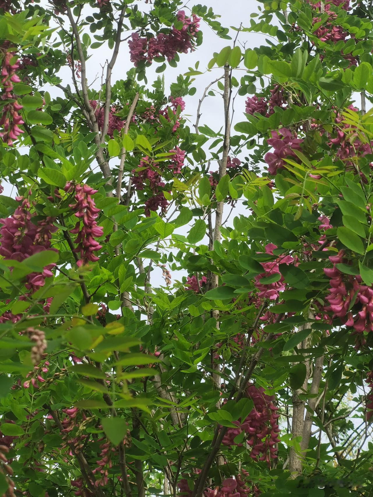 又去野槐林，槐花飘香，茵陈遍地。陪同的人，听话乖巧，甜甜的的歌声伴随。仅仅两个小