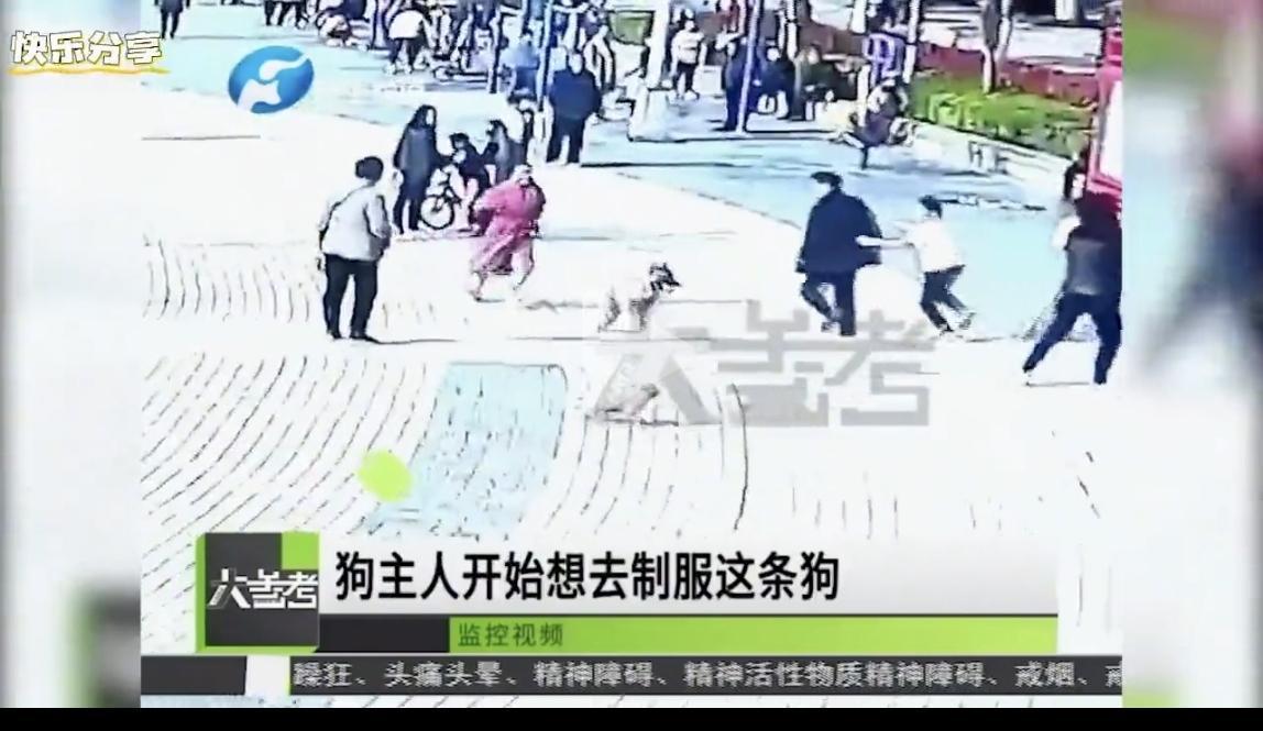 郑州大狗伤人事件：别让犬患成为公共安全之痛
     郑州广场发生大狗连续咬伤四