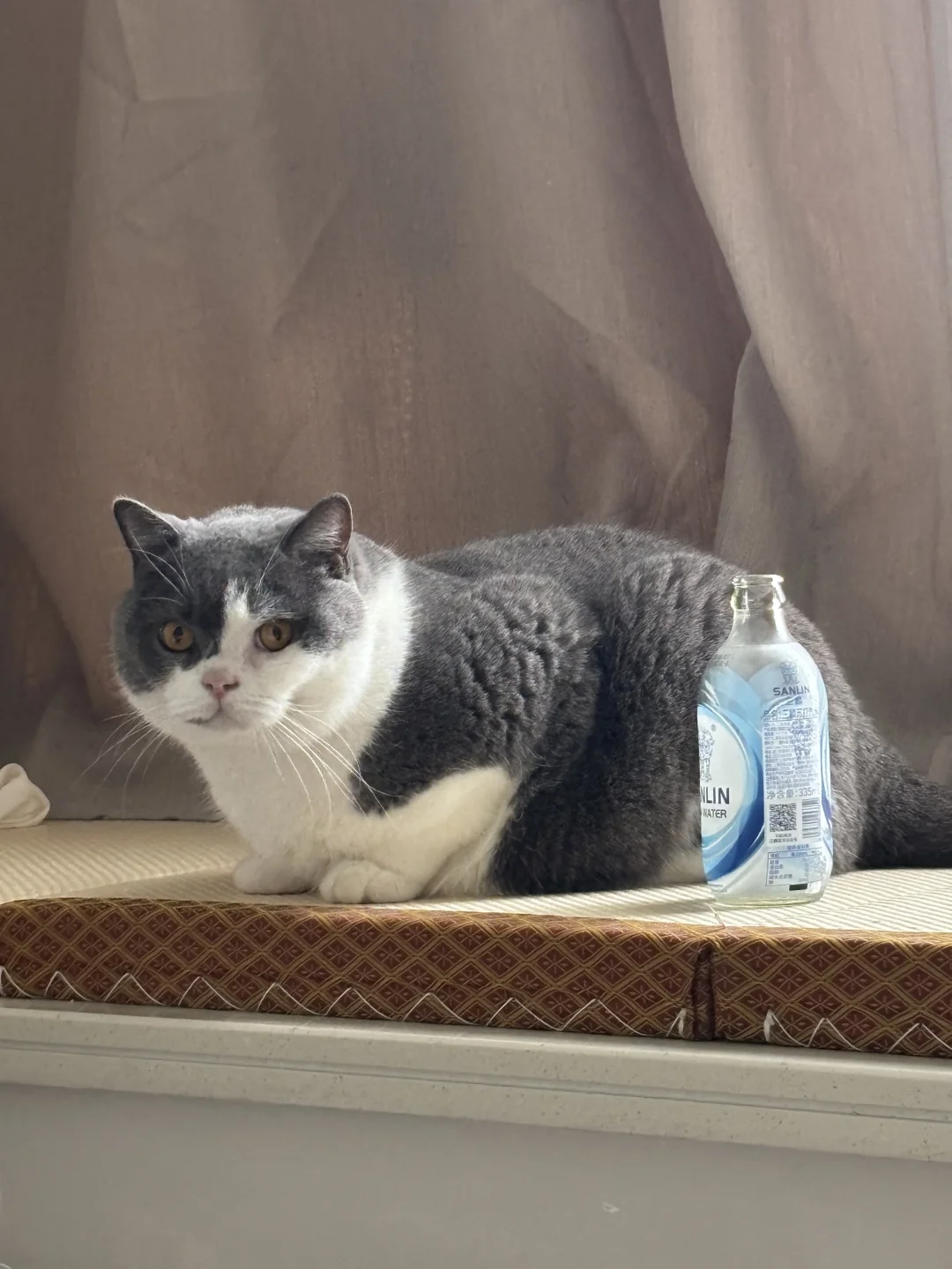 气泡水应该支付小猫的广告费用