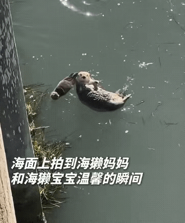 有妈的孩子是块宝 ​​​