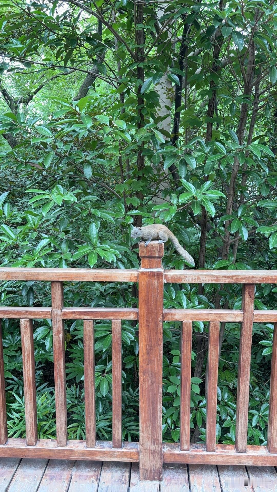 上海动物园里的许多兽类动物，真是越来越没生气了，第二次见到那头大象，觉得他挺可怜