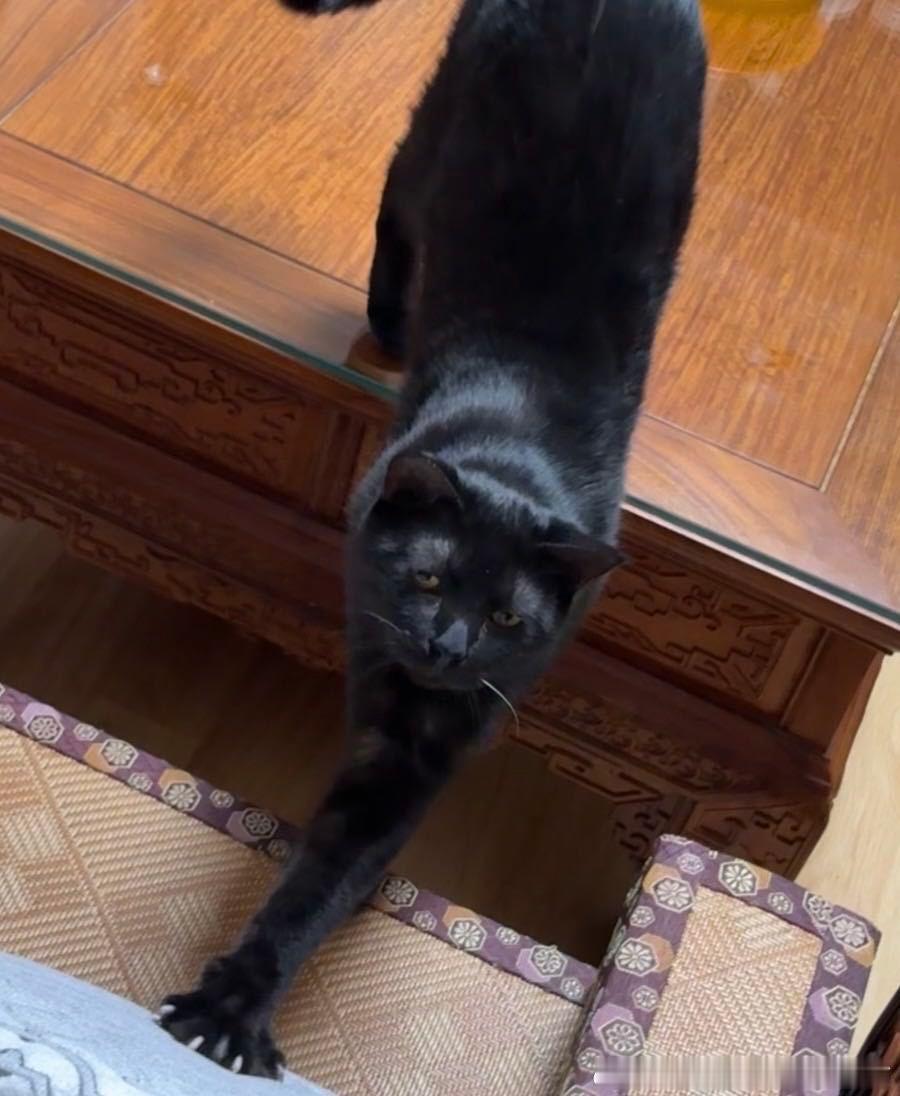 49668【丑猫】老太太猫 