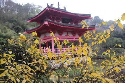 #重庆园博园3000余株腊梅花开#未闻其花，先闻其香，赏梅也成了大家冬日必做事之