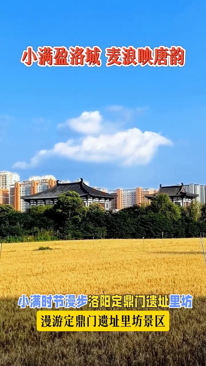 小满盈洛城麦浪映唐韵，漫游定鼎门遗址里坊景区。
小满时节漫步洛阳定鼎门遗址里坊，