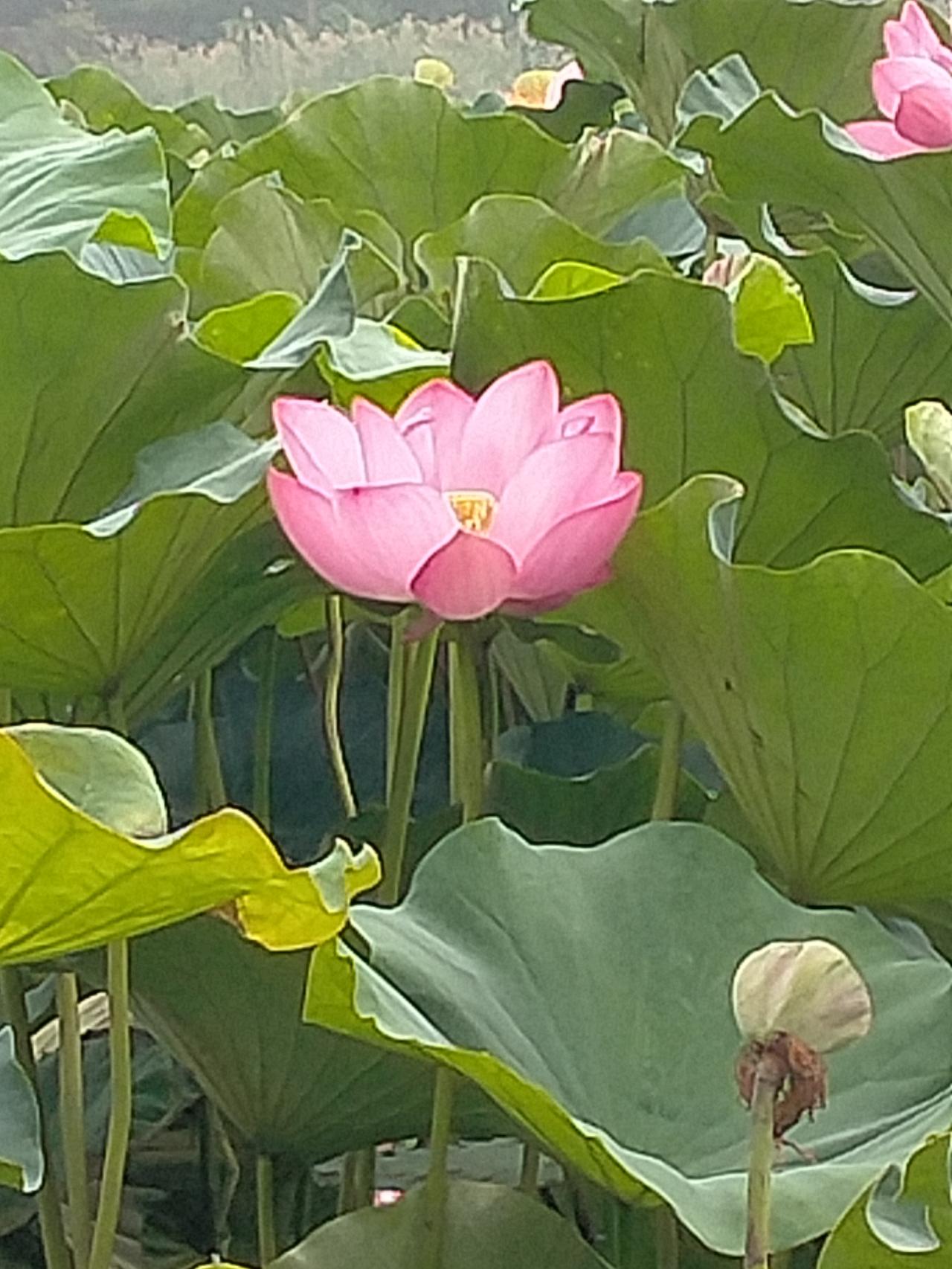 溪边杨柳绿，
水中荷花开。