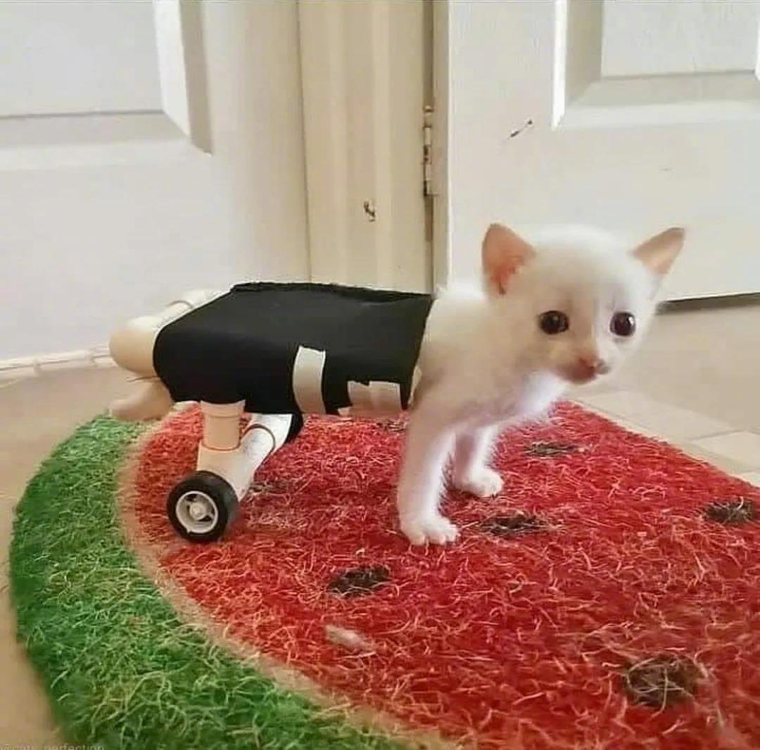 汽车人，出发，[强]好心主人为残疾的小猫装了轮子。