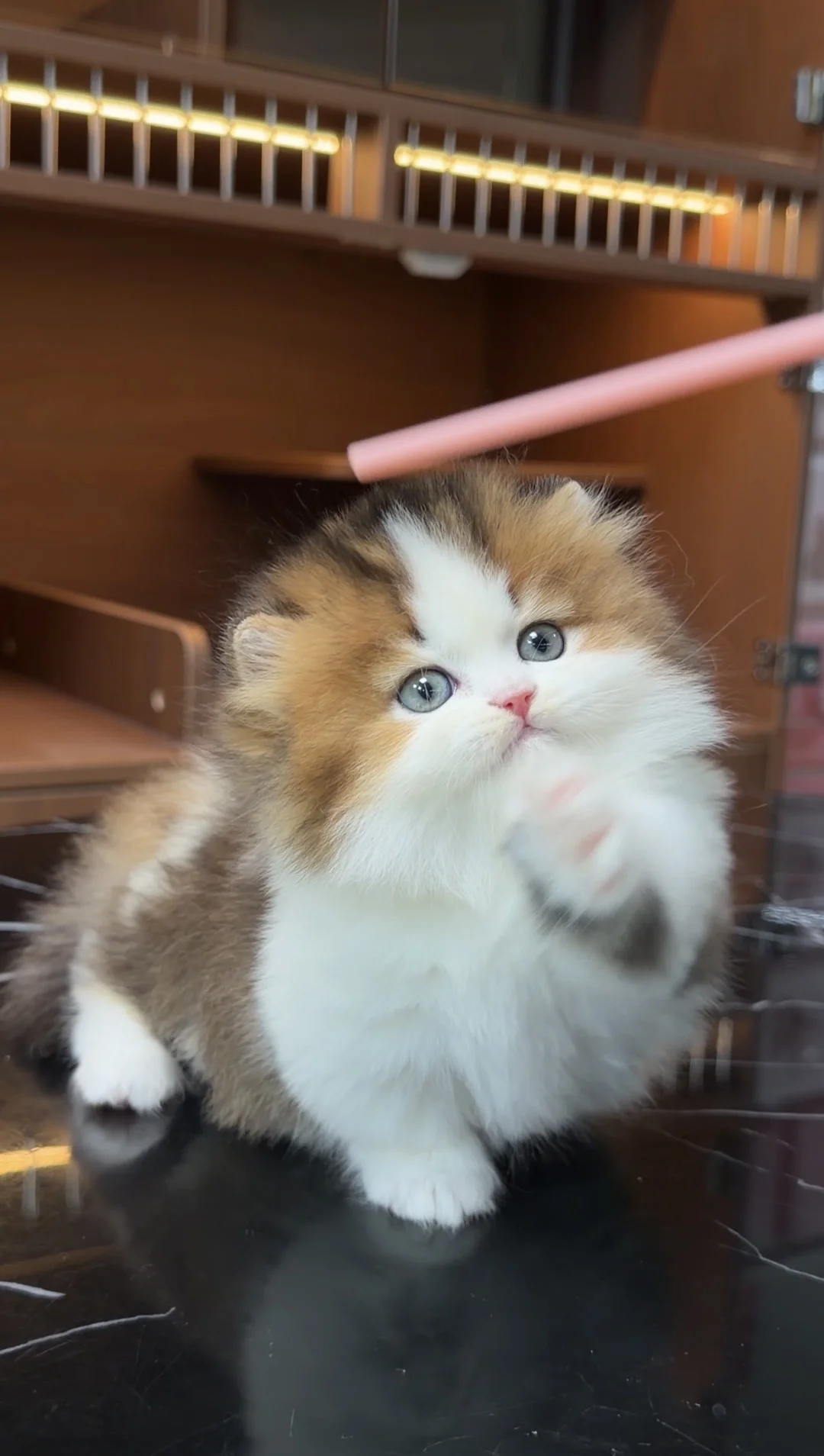 啊啊啊～长心巴上啦｜金白拿破仑甜妹