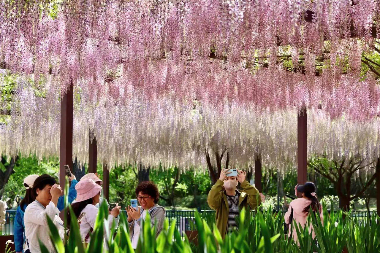 玉渊潭公园花开如瀑，游人如织，书写着北京的春天。这个季节，到玉渊潭公园游玩最当时