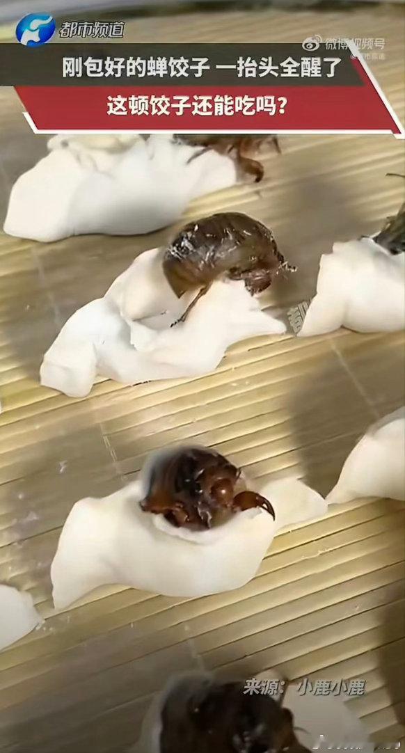 包好的蝉饺子在篦子上蛄蛹起来了近日山东一位博主用知了猴包饺子，包好摆在篦子上后饺