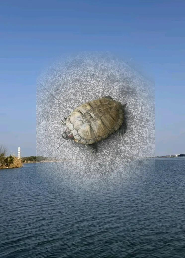 我喜欢乌龟，它不善言语却自得其乐。坚韧外表下包裹着一颗柔软的心。我喜欢它的沉默寡