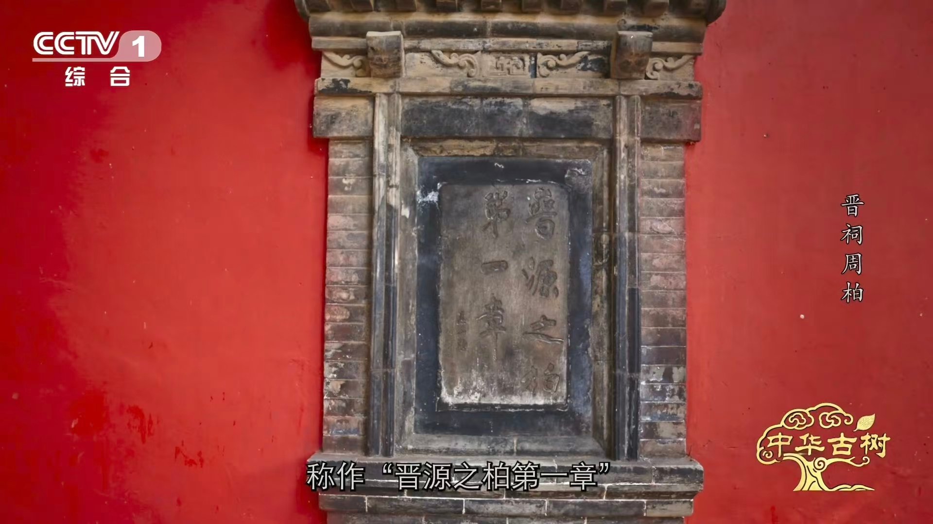 3000岁古树横着长的秘诀 3000岁古柏躺着长了数百年 真正的生命力，有时源于