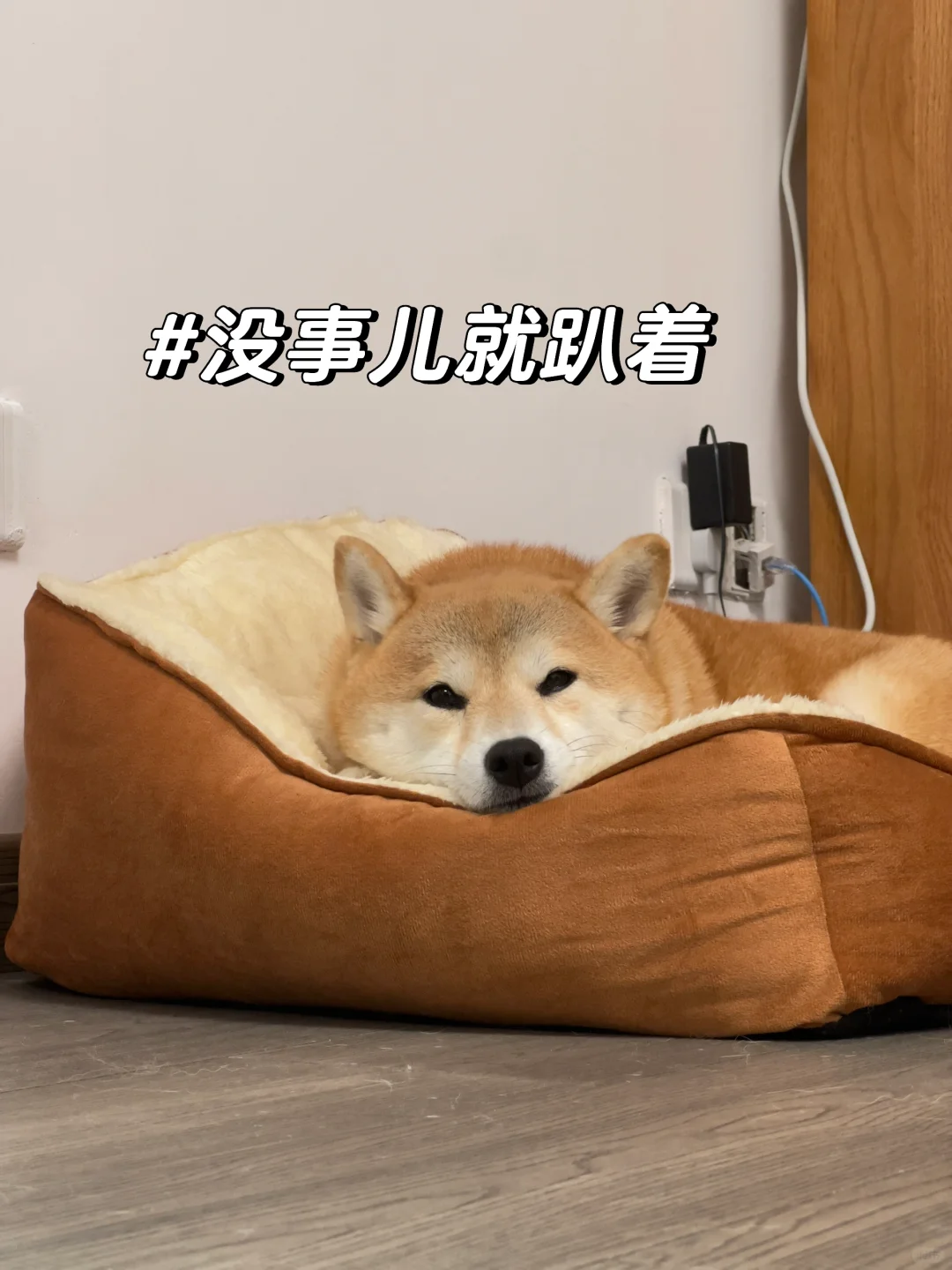 一天都在睡觉的小狗