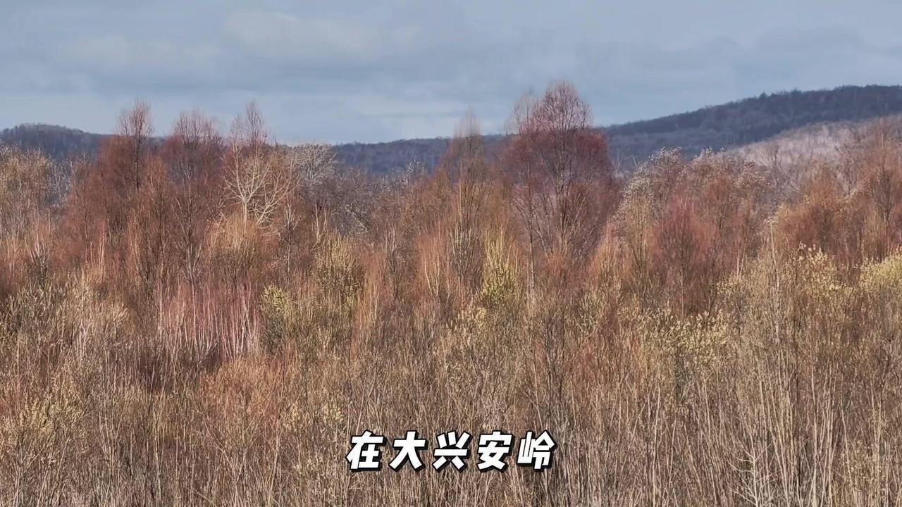 🌲在大兴安岭，春山是一幅流动的板画。

1️⃣带青色的山峦如墨笔勾勒，白桦似悬