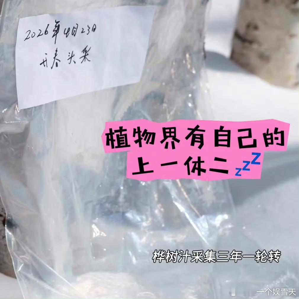 华晨宇蔡徐坤同款取景地找到了探秘极地溯源镜头下的美景，漠河白桦林纯净治愈，限时采