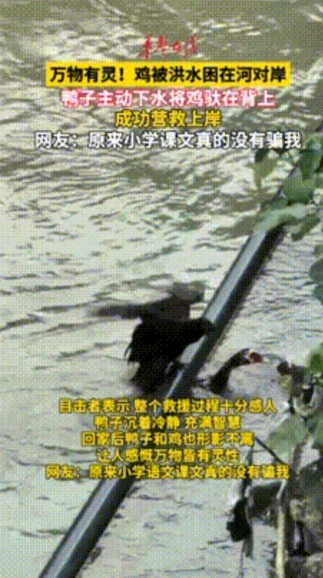 洪水困住一只小鸡，鸭子纵身一跃救同伴，网友直呼小学课本童话照进现实。
近期湖南长