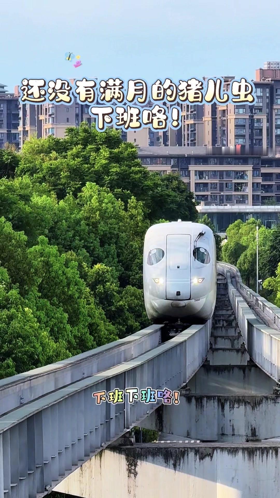 下班啦！还没满月出来打工的猪儿虫开心得哒哒哒跑出来，隔着屏幕都能感受到它的雀跃，