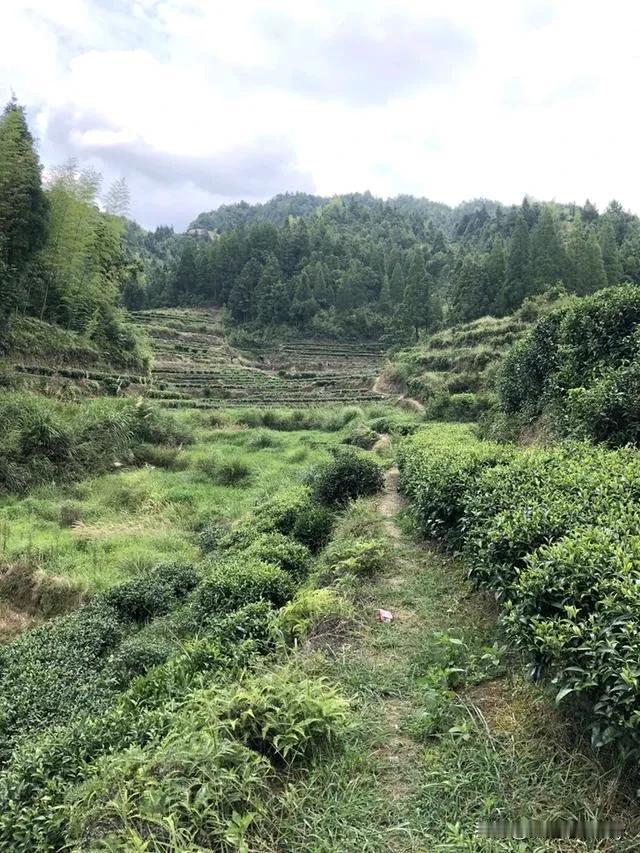 在外漂泊的游子啊，
累了就回乡下走走吧。
闻一闻泥土的芬芳，
尝一尝家乡的烟火味