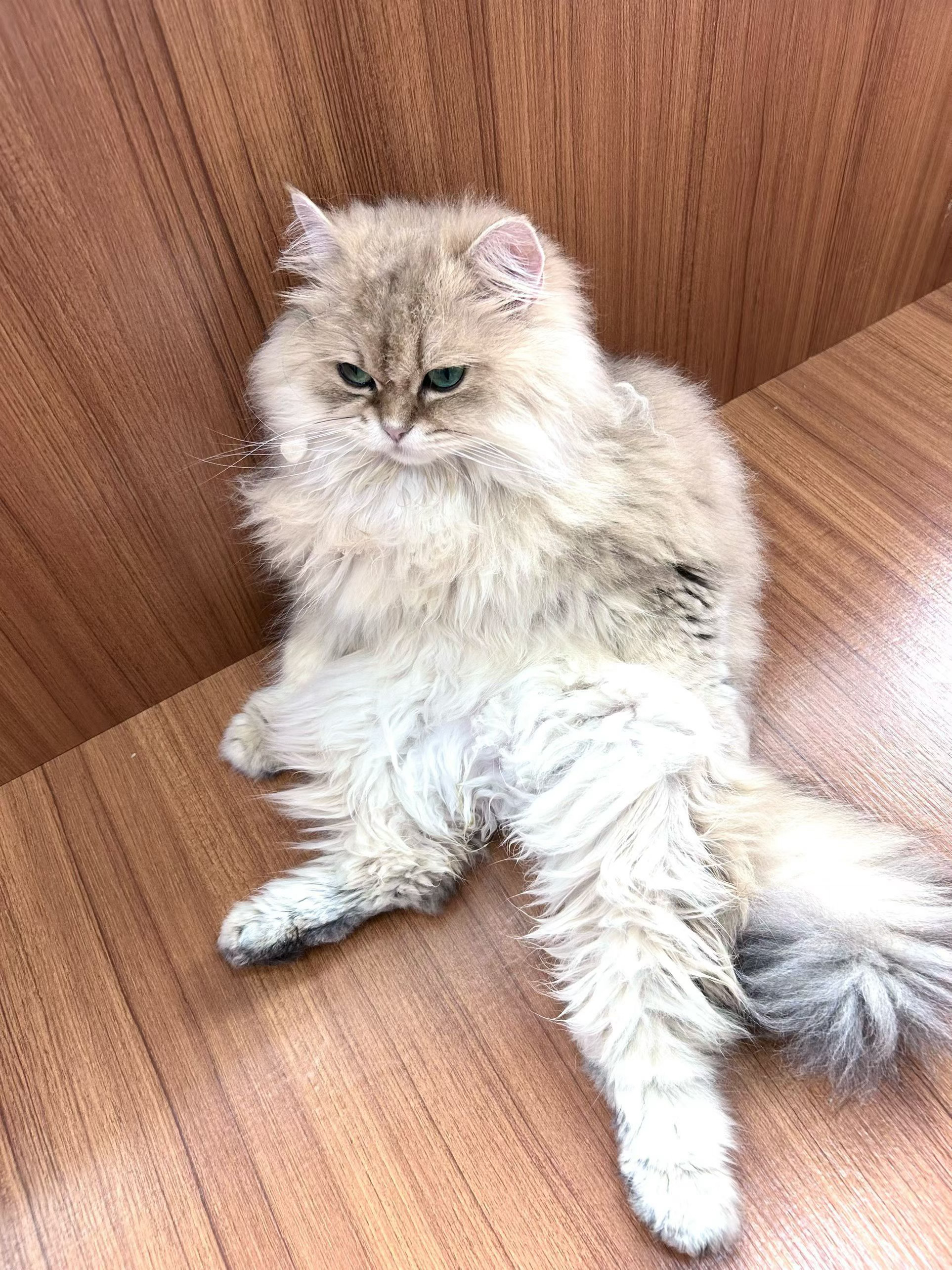 生活手记我觉得我抱着的应该是这些萌萌的猫子 