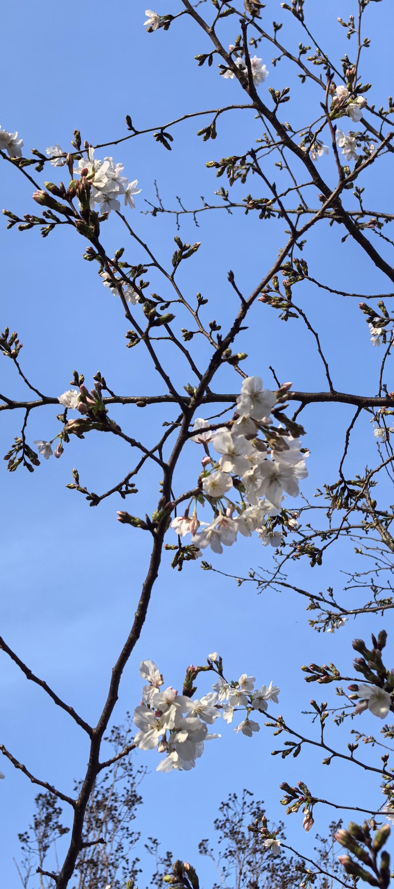 自在飞花轻似梦

群里的樱花照片，开得正好。
朋友说，樱花靠集体取胜。
单独一株