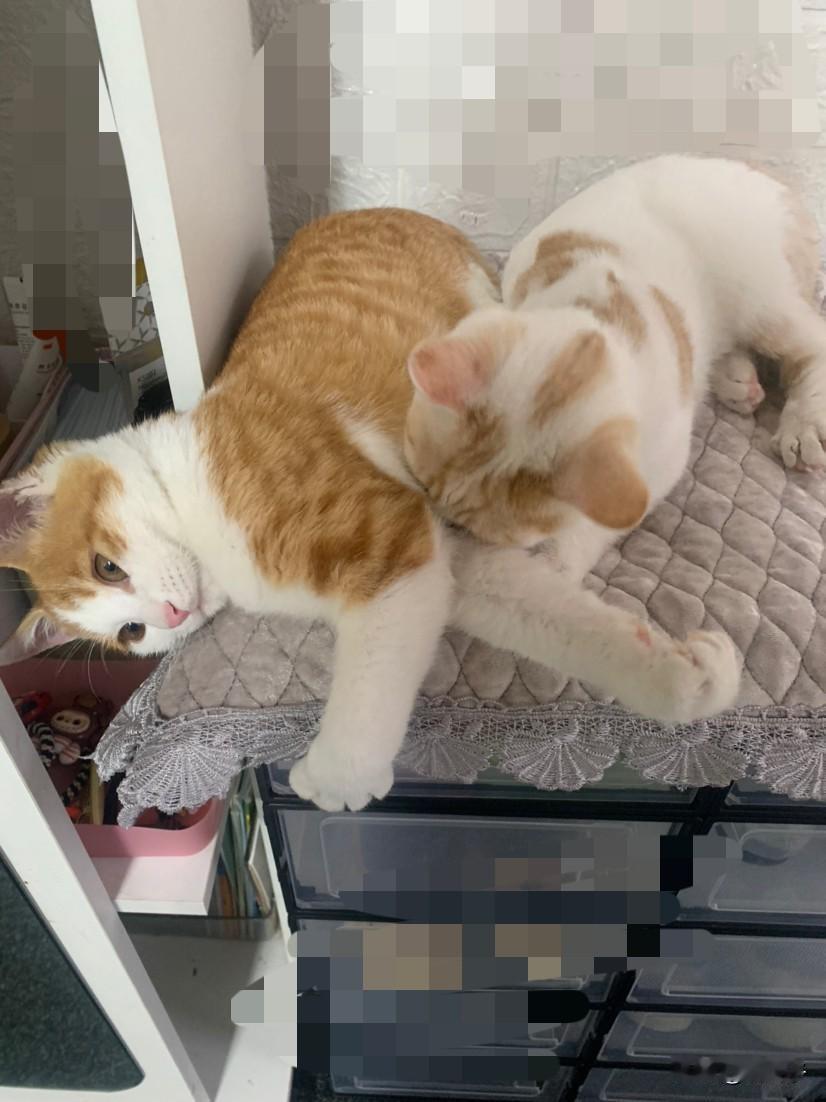 捡来的小猫，没吃过妈妈奶，两只小公猫一直互相吸奶。第一次养猫搞不懂这是什么情况？