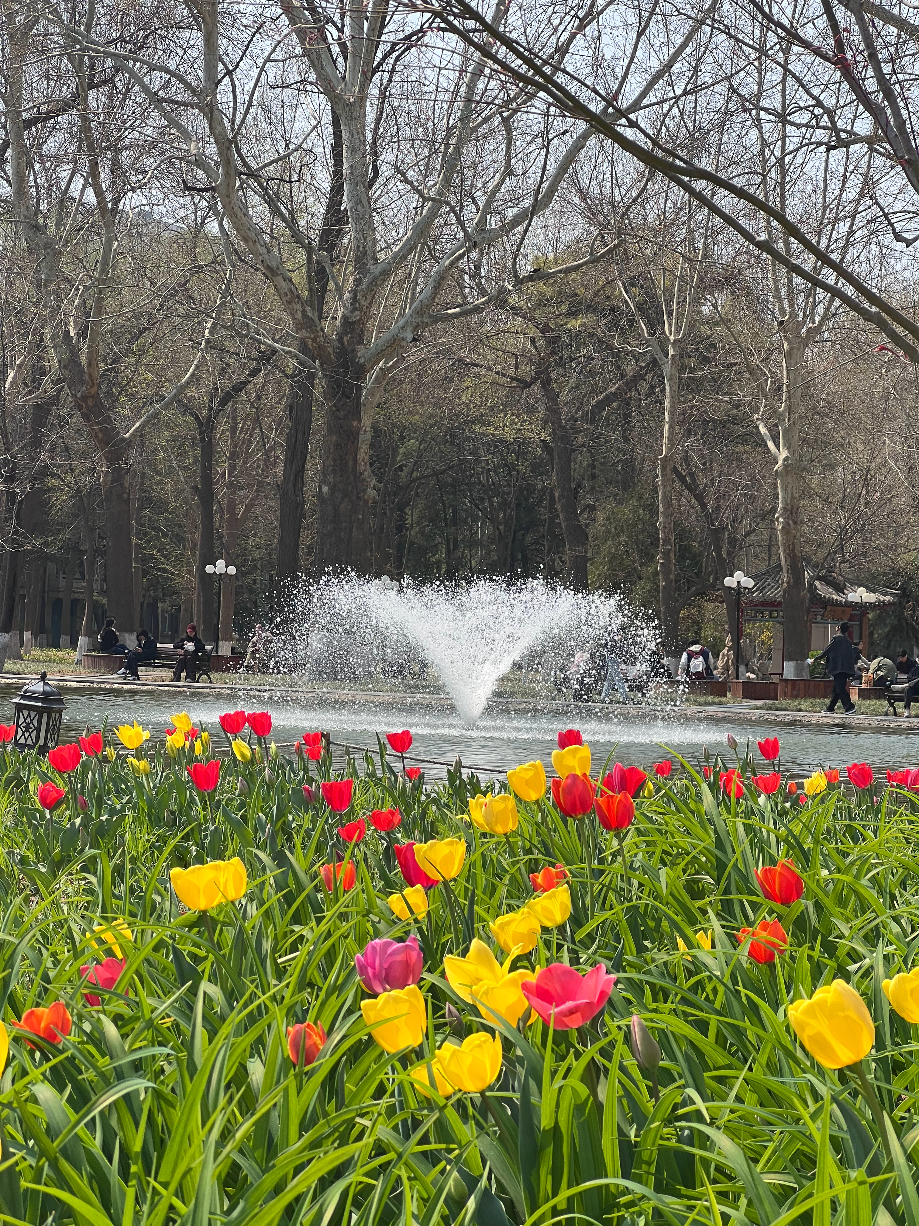 俺们学校的这花开得太漂亮，拍出来跟假的一样 