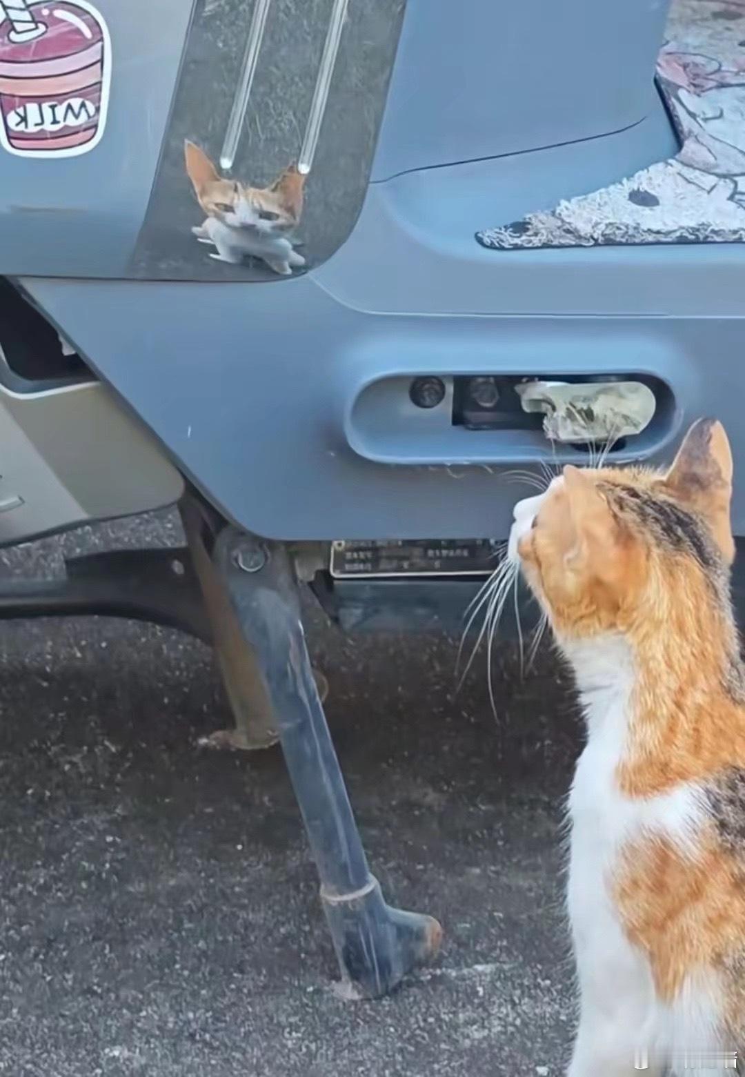 被看扁了啊…… 