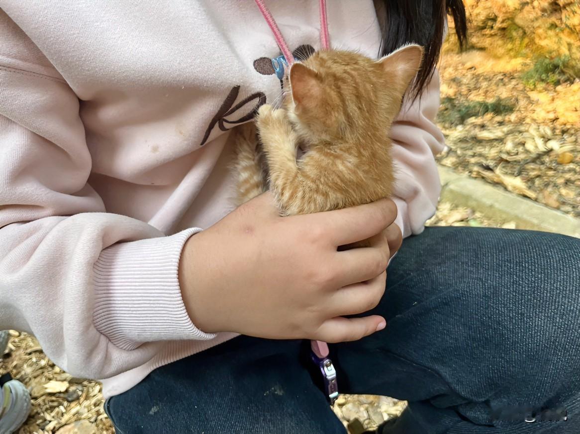 今天在公园蹲路边歇脚，忽然脚边拱过来团毛茸茸——是只橘色小奶猫，软得像团棉花糖。