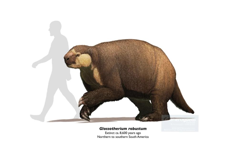 来认识 一下舌懒兽吧！
    粗壮舌懒兽（Glossotherium robu