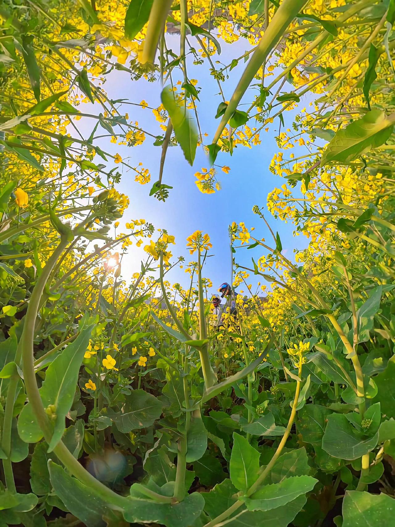 春天的油菜花🌼