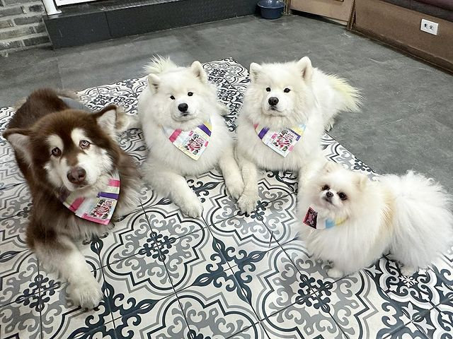 阿拉斯加：耶耶玩消消乐不带我 