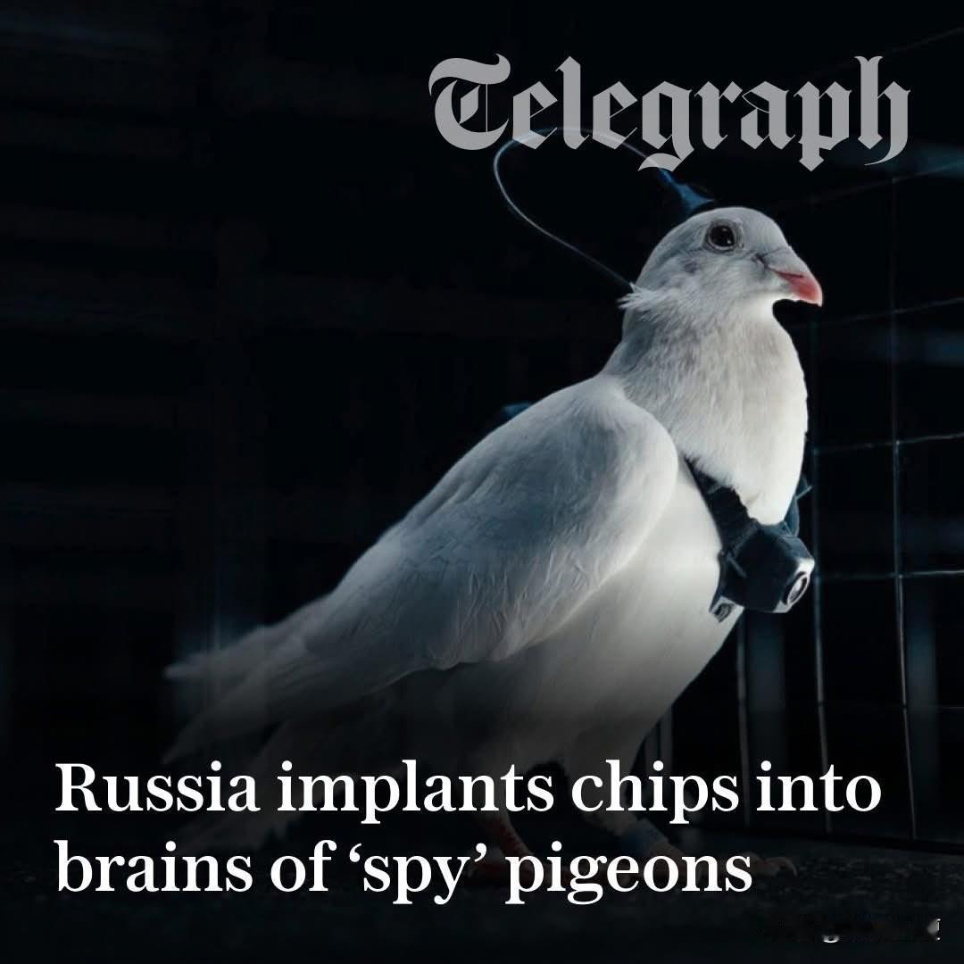 西方媒体的最新俄罗斯恐怖故事：【天上飞的鸽子全部被俄罗斯植入芯片，用来监视西方】