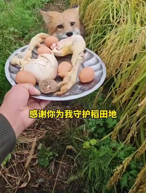 十年前救白狐，今获“狐保镖”守护
 
十年前，山东村民王某救下一只受伤白狐，悉心