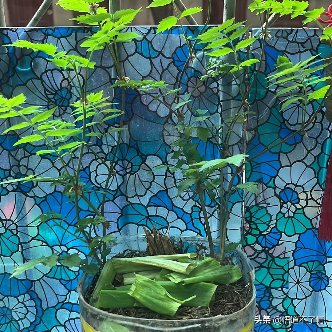 来自一线教师的思考
作者：何文君
我们说理想的教育应该是培养人的思考深度、创造力