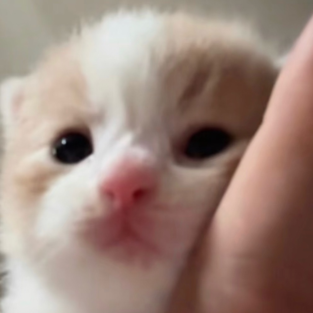 梁祯元 猫儿 你萌 