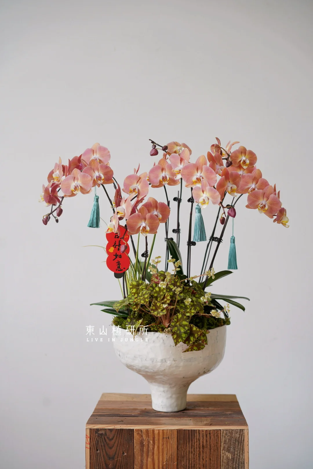 蝴蝶兰年宵花｜一抹好看的晚霞色🟠