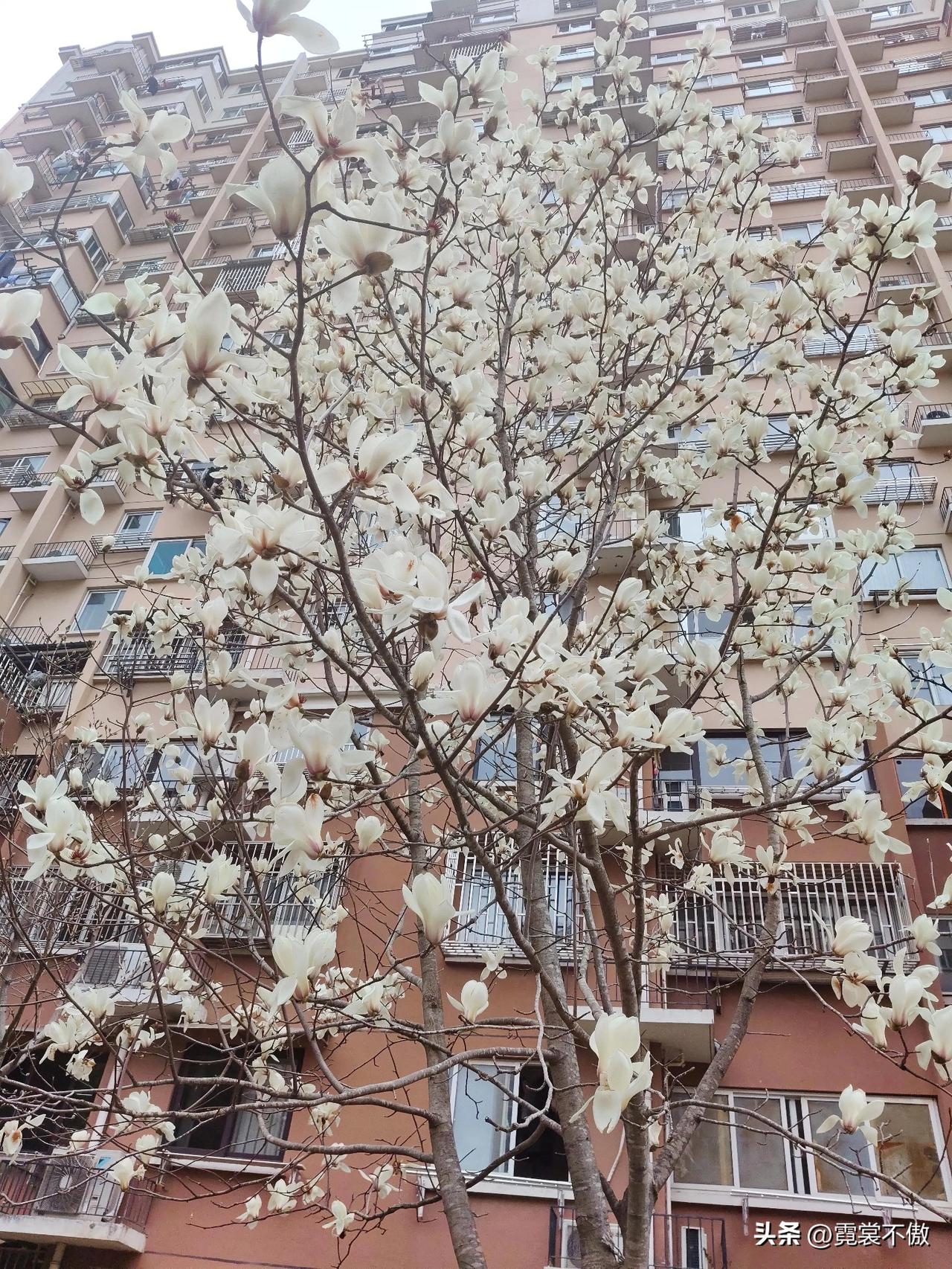 窗前一树玉兰开
洁白无瑕惹人爱
不争艳丽不争宠
无须媚俗夺光彩