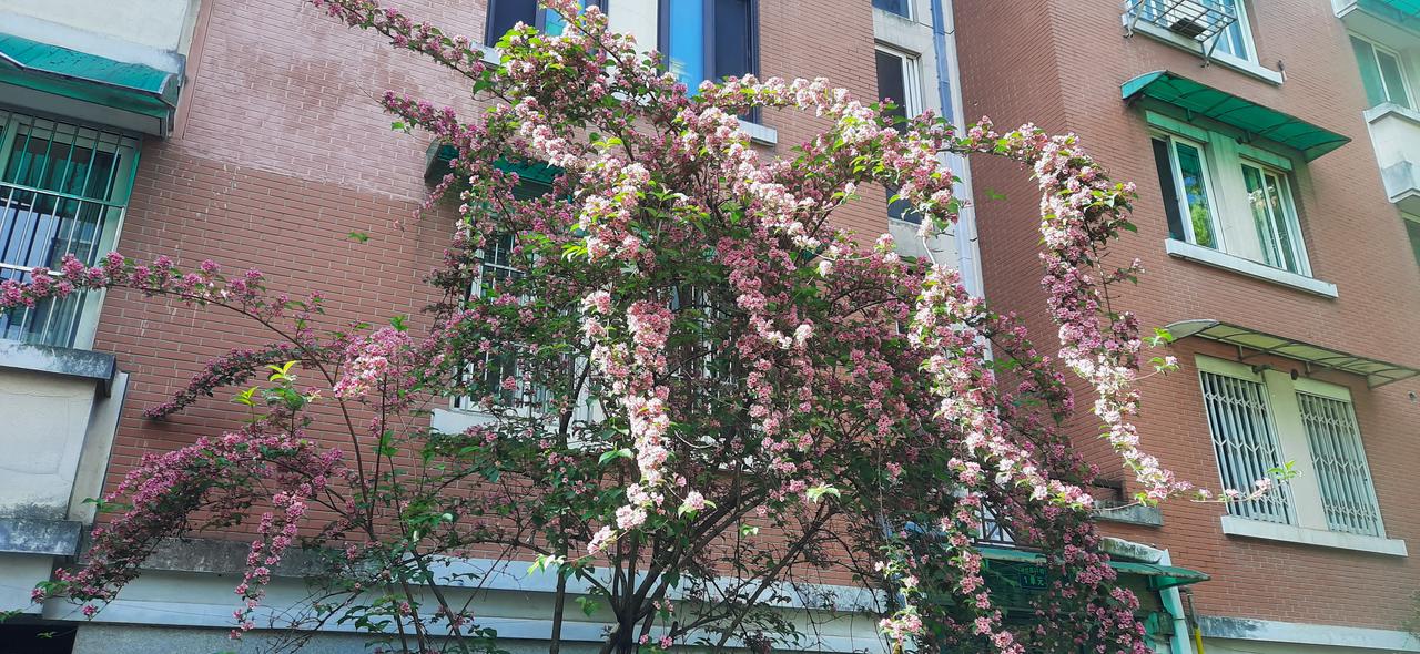 海仙花（和锦带花同科同属）是被严重低估的优秀观花小乔木，花色渐变、花量繁茂，颜值