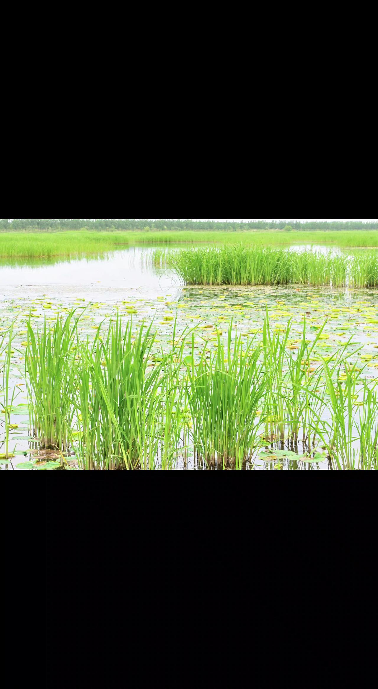 🌿水袖轻摇，草尖挑着云影☁️。风过时，满塘碎银晃成星子✨。心若静了，处处是故乡