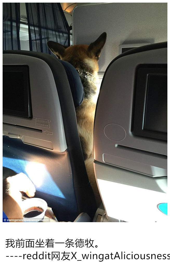 服务犬和特殊情况下的军犬，一些航空公司是允许它们登机的哈，你们感受一下飞机上的汪