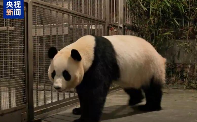 中日关系一时半会没法修复了。我们只看到大熊猫回国，却不知道，日本民众对大熊猫有多