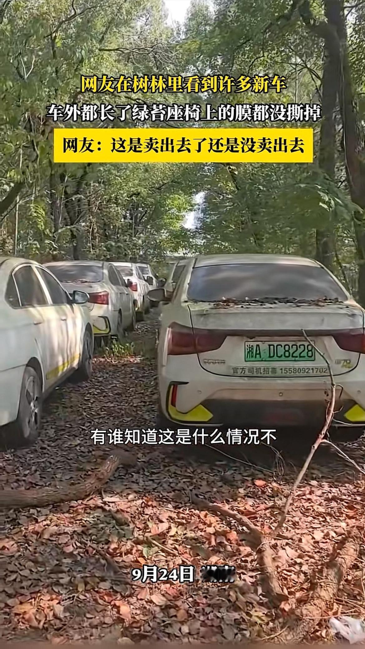 之前刷到过好几个类似的实拍视频，树林里密密麻麻停着上百台未撕膜的新能源车，车身上