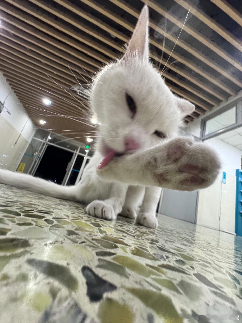 50488【丑猫】超级大jio 