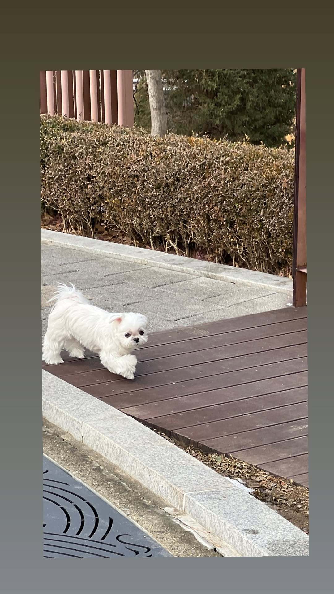 “CB百蓝_。260205利特 ins story更新： 