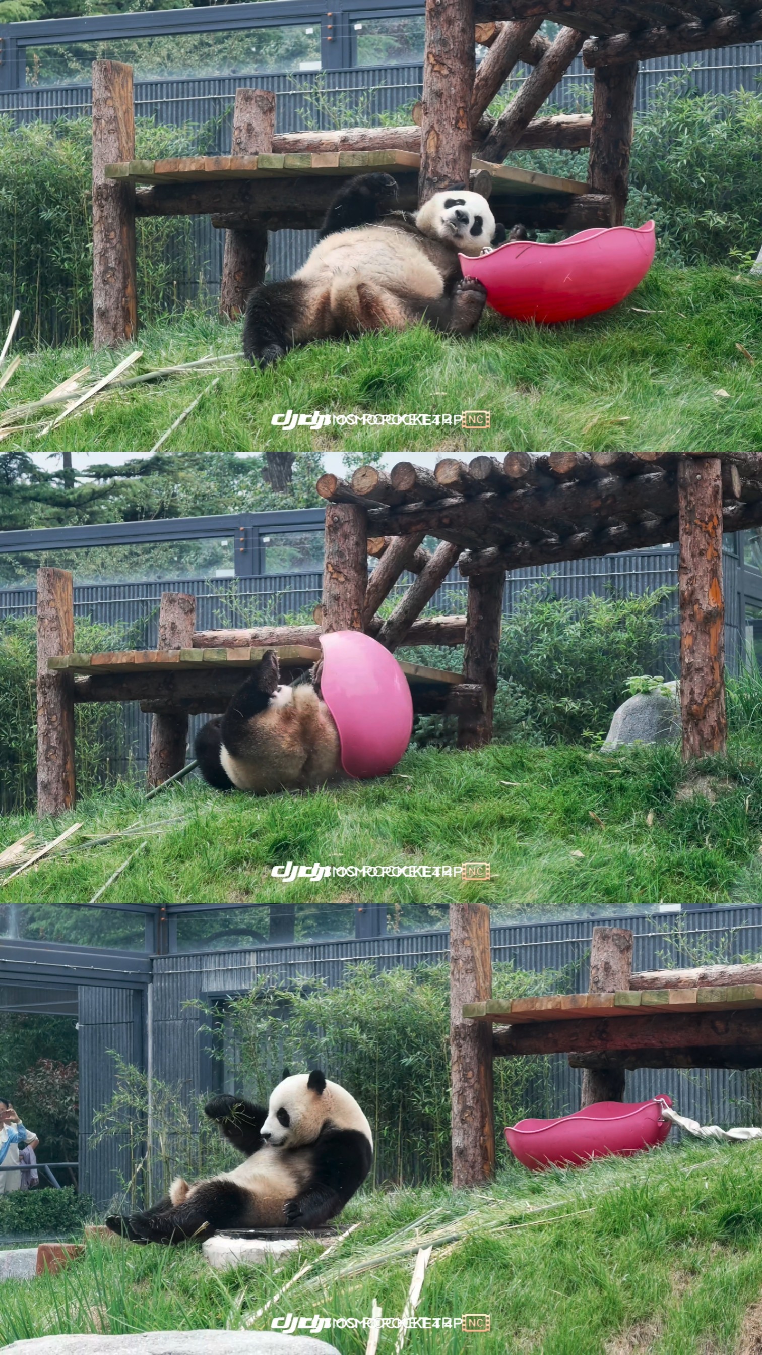萌萌哒小笨猪看动物 大熊猫吉年 北京·北京动物园