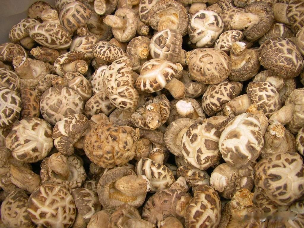 #湖北抗癌农民卖花菇年入百万##春日花样生活#花无百日红，人无千日好，人的生命是