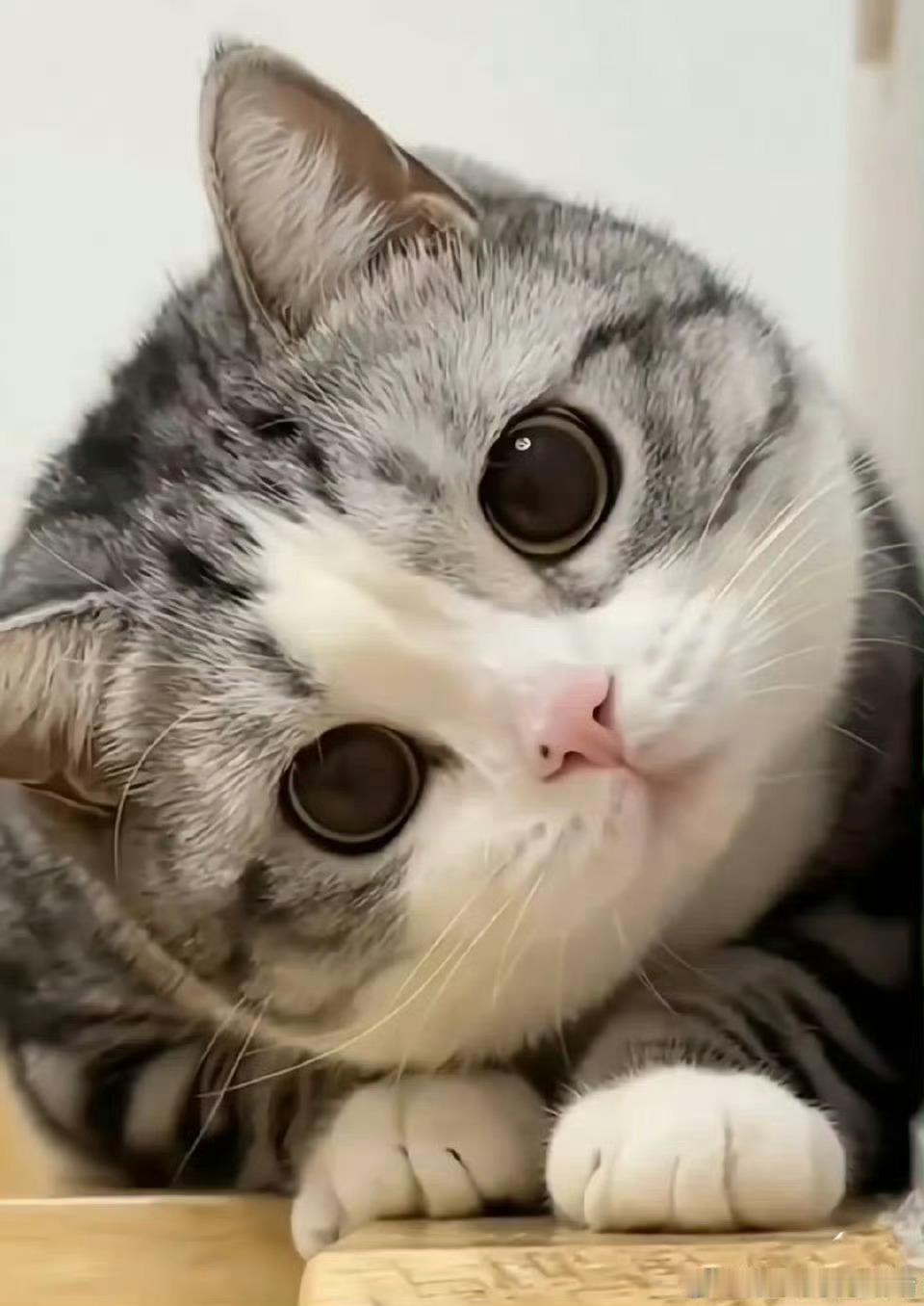你被招财猫盯上  请不要无视  真的很灵. 