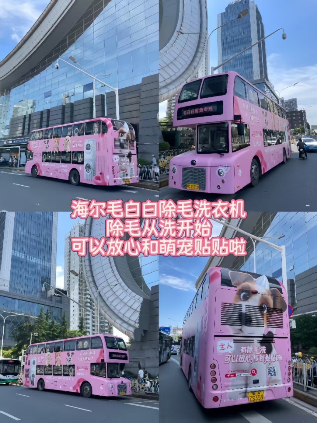 第一次看小猫掉毛看力竭了 养猫人的衣服上有毛，沙发上有毛，连家里空气都是毛毛，每