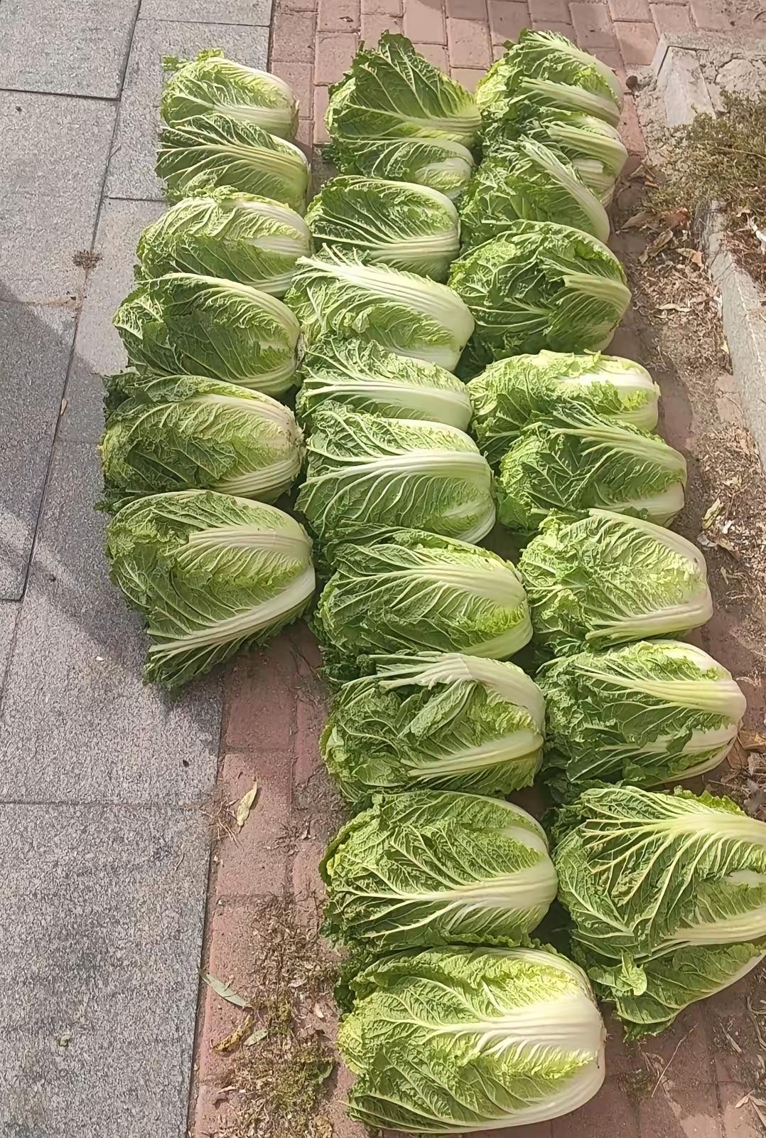 青菜和白菜哪个更适合做酸菜?
大白菜做酸菜最好吃了，爽爽的酸菜家常做法 腌白菜 